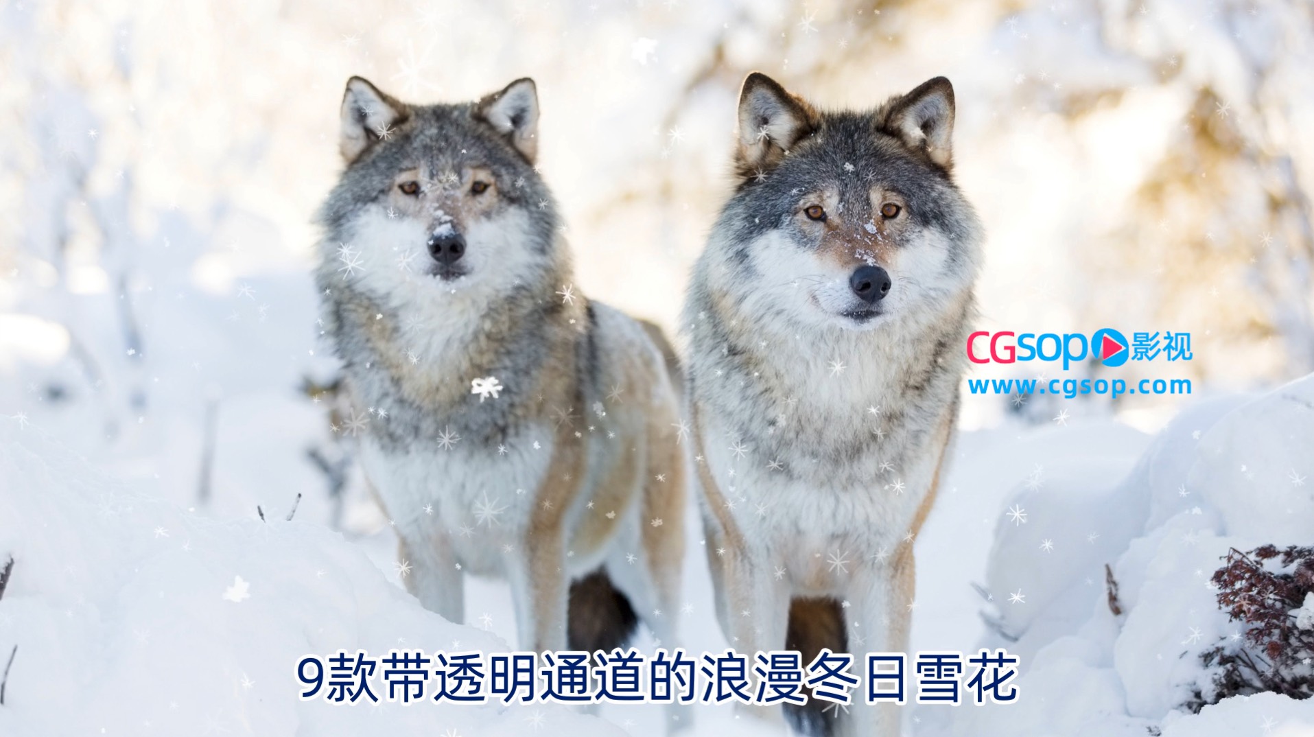 9款透明通道冬日雪花飘落视频素材AE模板