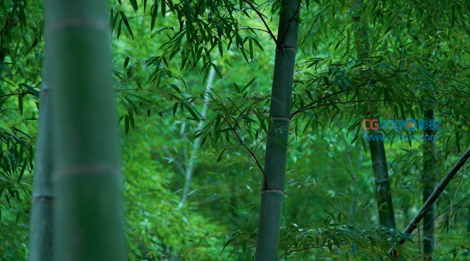 山间竹林视频素材