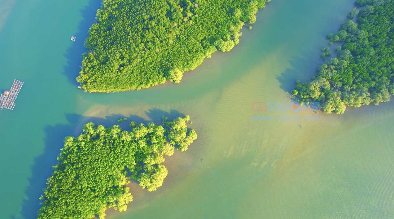 Green mangrove forests islands