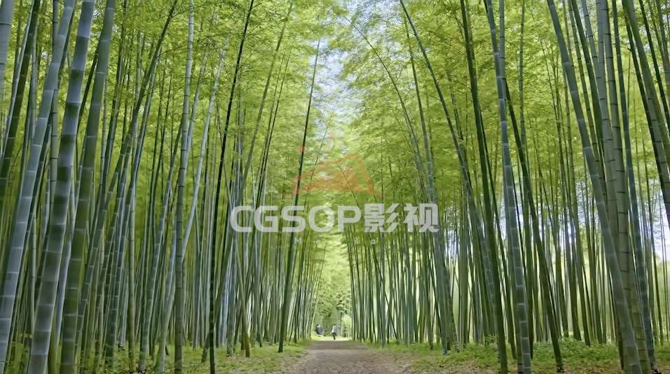 竹林竹子生长热带雨林环保绿色植物