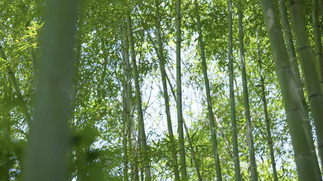 竹林特写镜头绿色环保环境保护