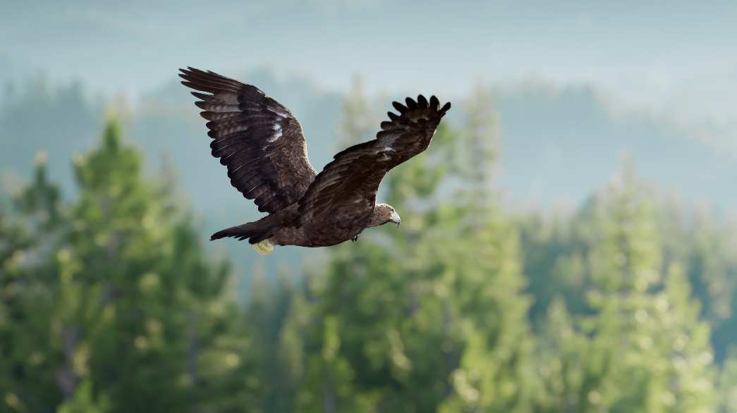 老鹰飞翔雄鹰展翅翱翔日出阳光飞鸟飞行鹰