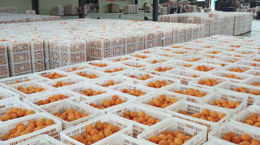 农业橙子加工工厂环境保护