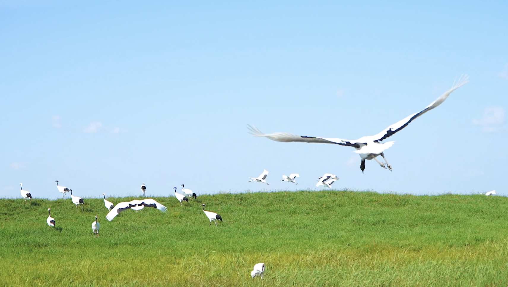 5264020_齐齐哈尔扎龙湿地丹顶鹤生态自然保护区