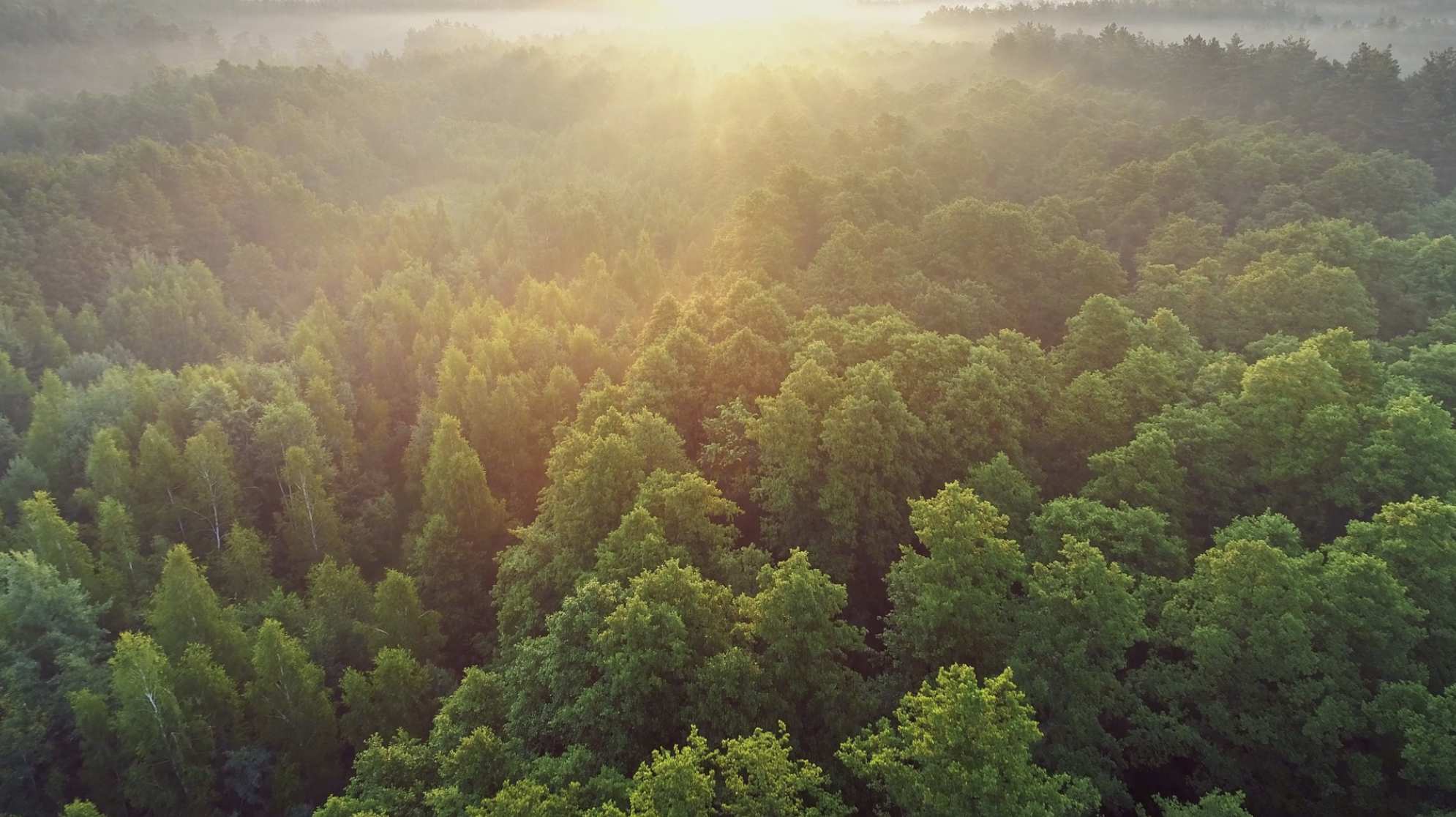 航拍自然风景俯拍清晨空中俯瞰着春天的绿林日出时分飞越绿树成荫