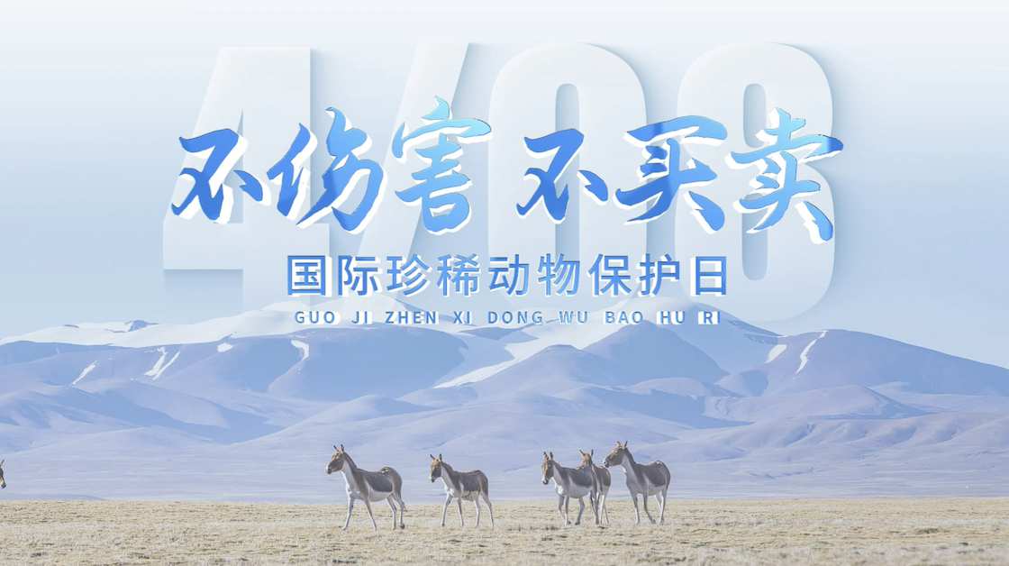蓝色简洁国际珍稀动物保护日片头AE模板