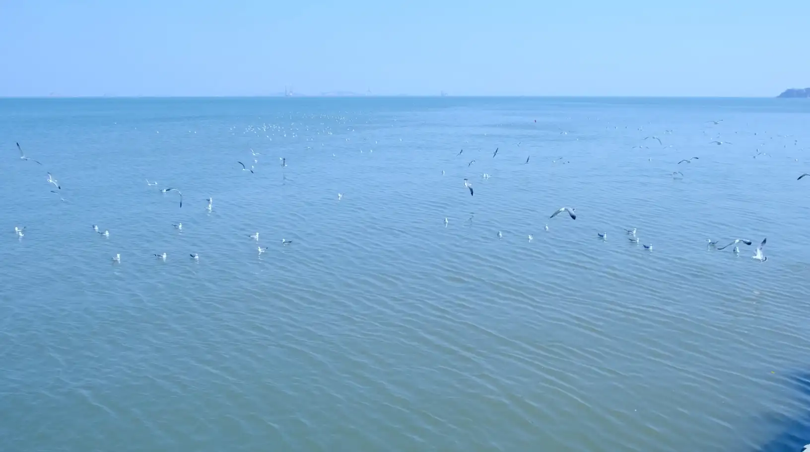 唯美海鸥迎风飞翔海鸥盘旋大海自然海洋实拍