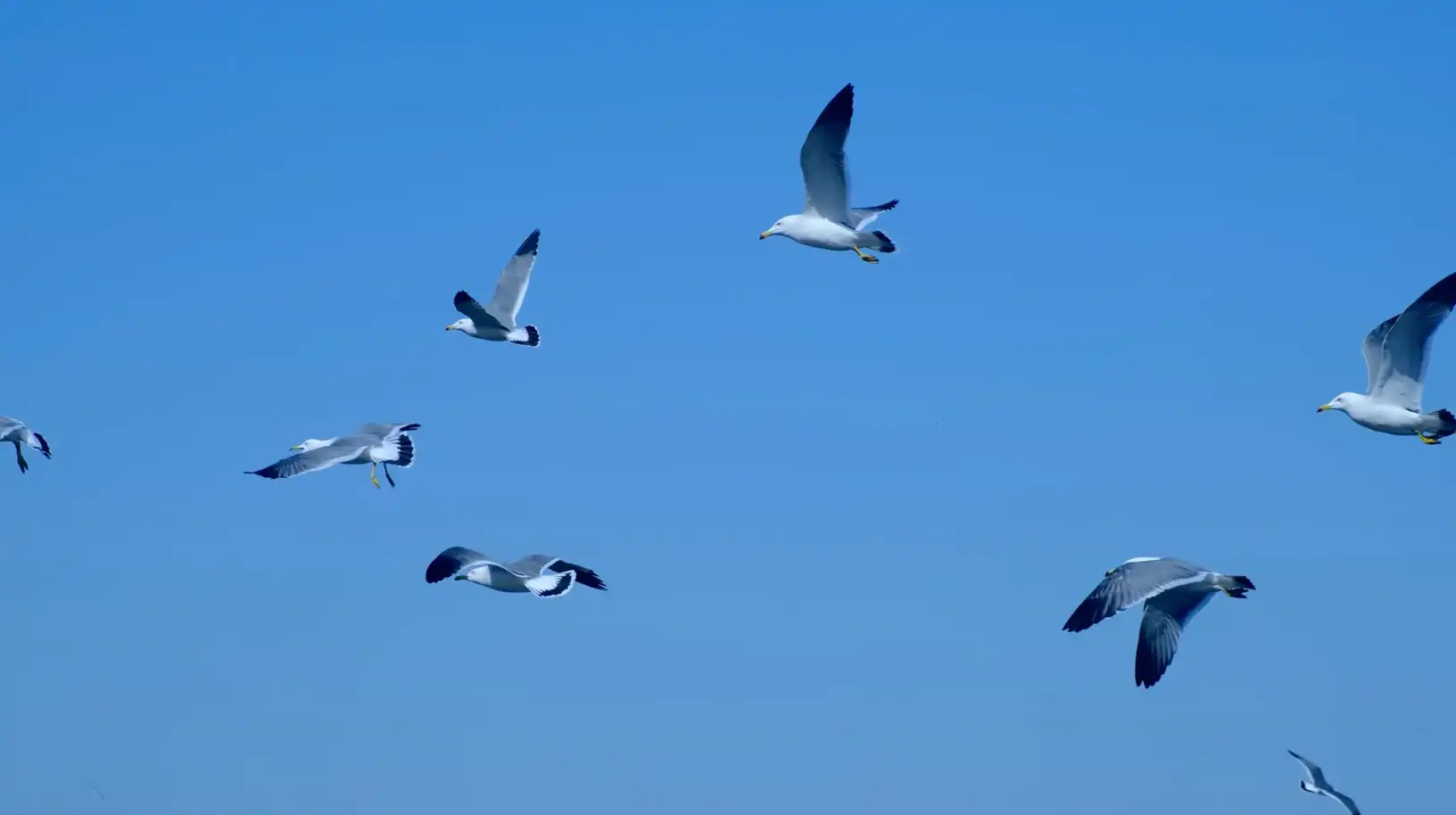 唯美海鸥迎风飞翔海鸥盘旋大海自然海洋实拍