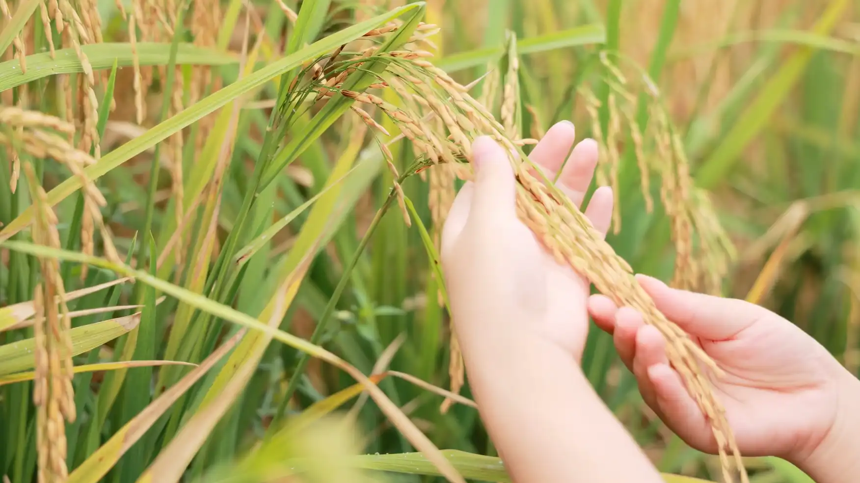 水稻特写农忙秋收季节