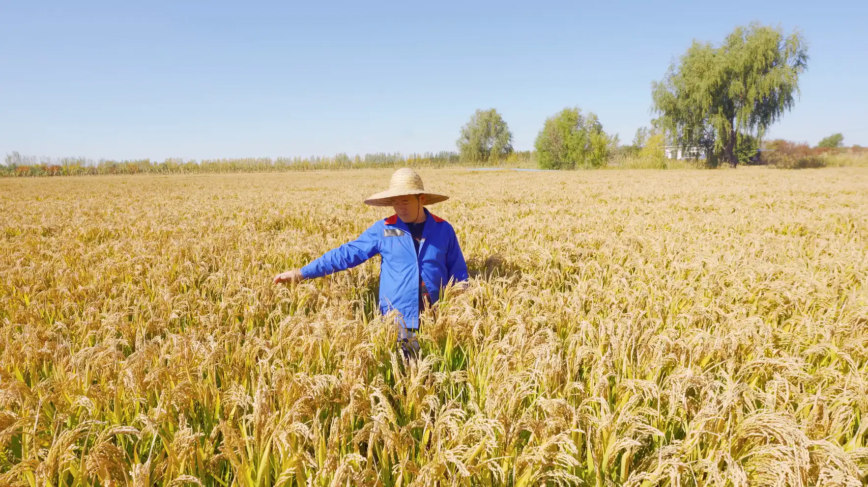 农民在田地里查看水稻秋收丰收