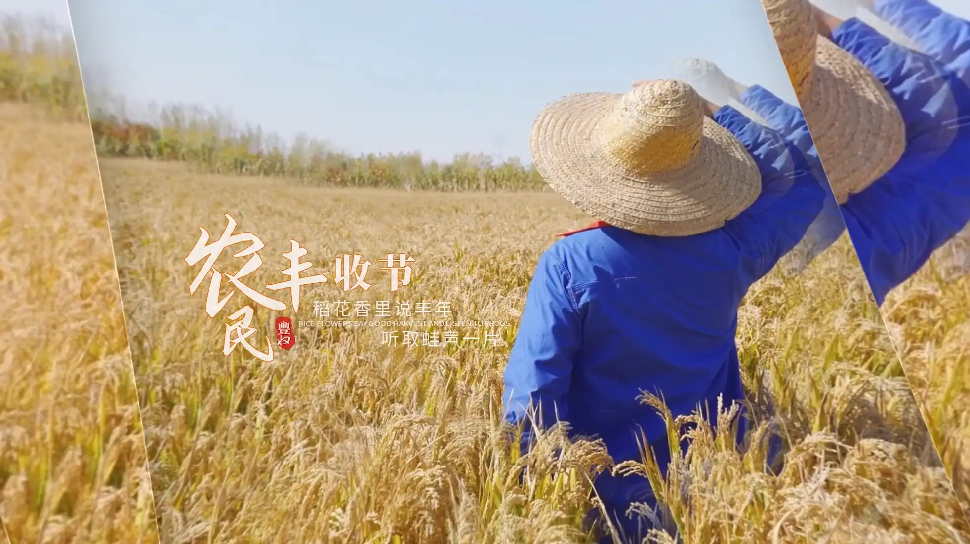 简洁中国农民丰收节图文展示AE模版