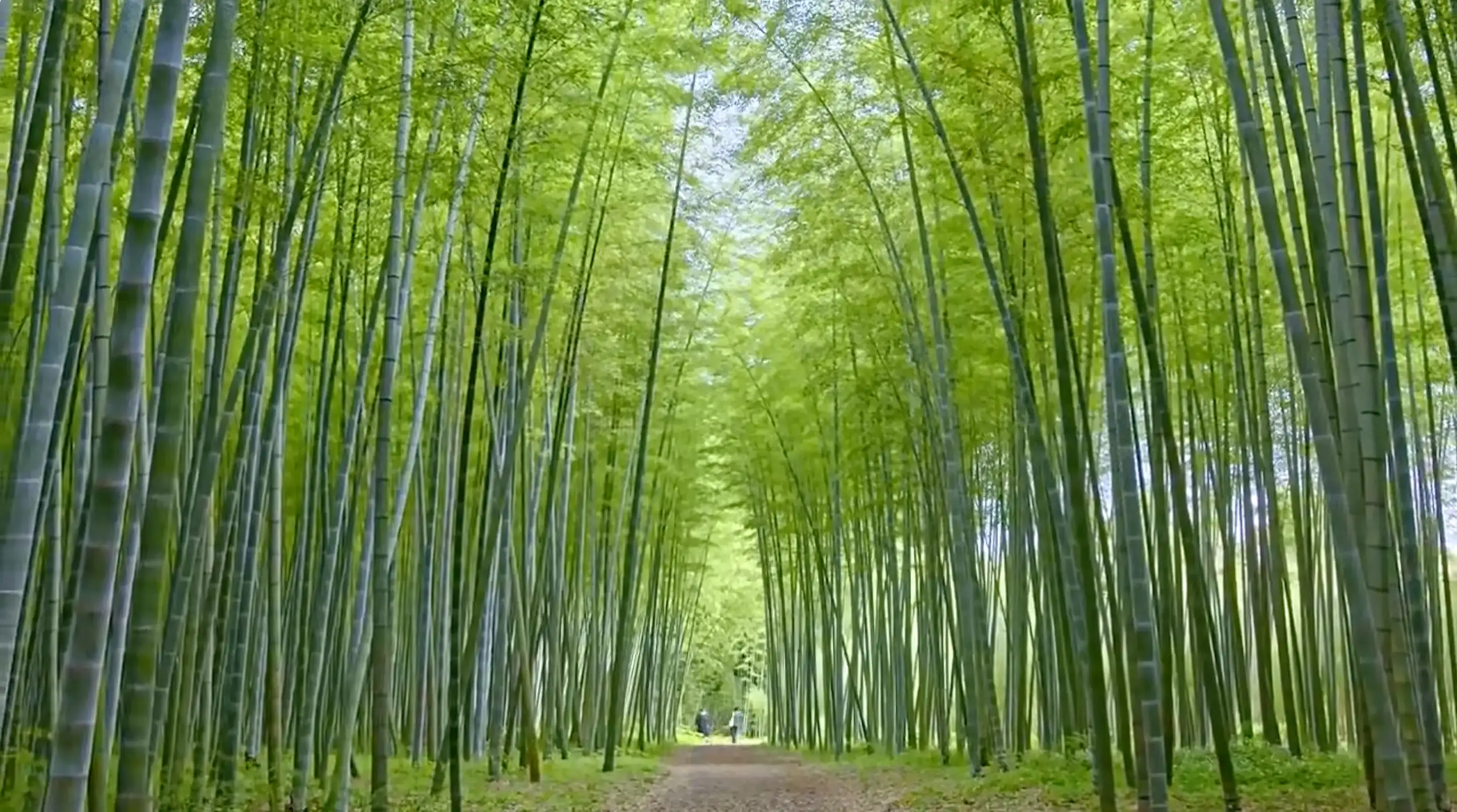 竹笋春笋生长竹林