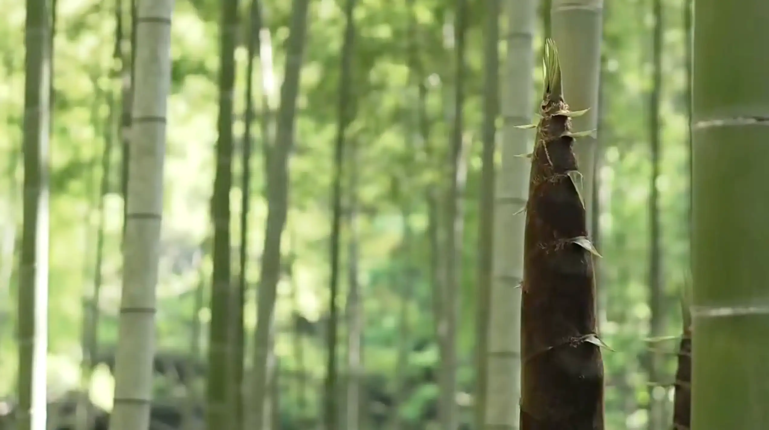 竹笋春笋生长竹林