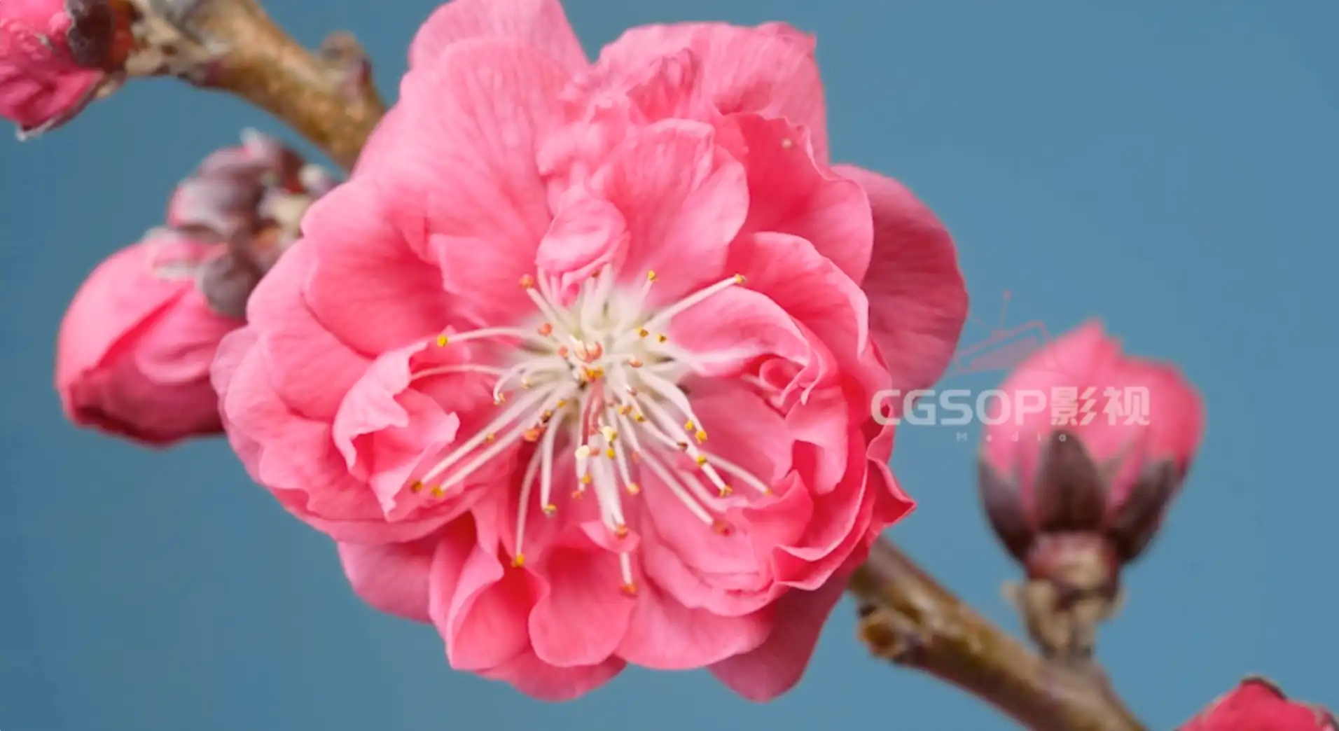 春天春分万物复苏春暖花开生机勃勃